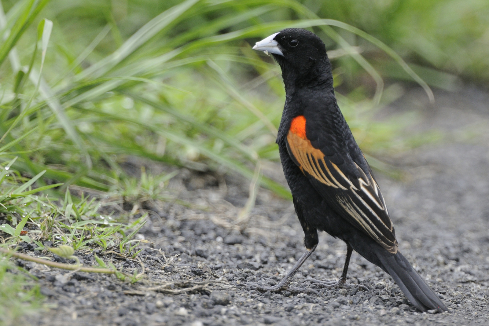 image Fan-tailed Widowbird